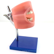 VERKAUF 12557 Oral Simulation Practice System Phantom Kopf für Zahnmedizinische Schule